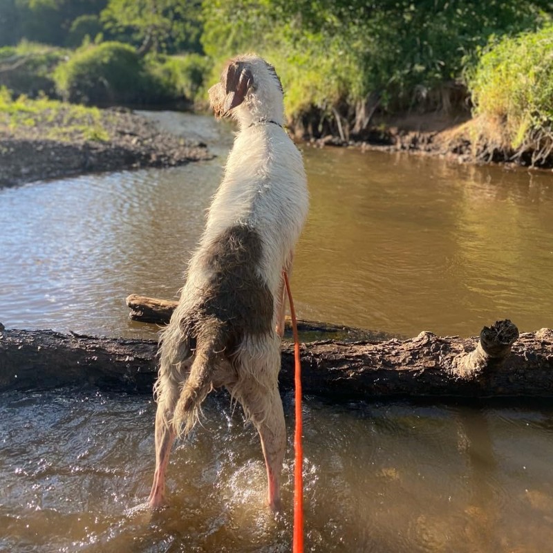 Floating Recall Lead for Dogs Robust Field Lead without Hand