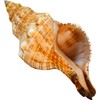 Kaltner Präsente Gift Idea - Shell Fasciolaria Trapezium Trapezium Snail