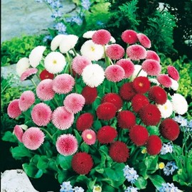 KIRA SEEDS - English Double Daisy Bellis perennis Mix - Perennial Flowers for Planting - GMO Free