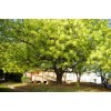 Tree Neem Tree - 8-12" Tall Live Plant - Outdoor