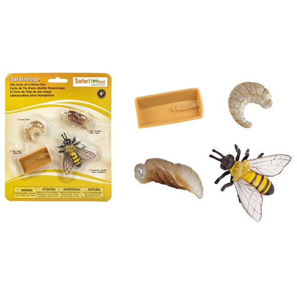 Safari Ltd Safariology the Life Cycle of a Honey Bee