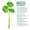 Hidrolato De Centella Asiática Reparador, Cicatrizante120 Ml