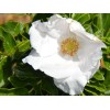 Buy Rare Seeds Rosa rugosa Alba | White Japanese Rose