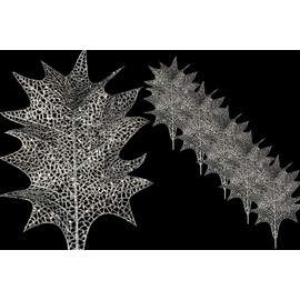 5 Pack 22" Silver Holly Leaf Pick