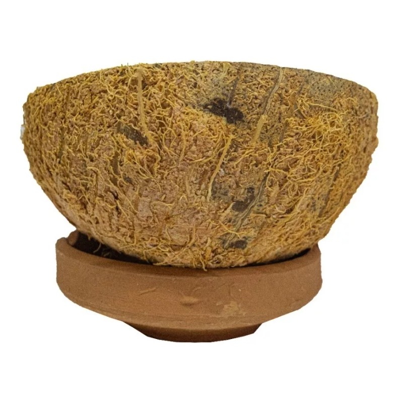 CEB Veladora De Coco Eleguua 3 Mechas Abre Camino