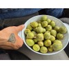 Hickory 1 Pound Mockernut Hickory Nuts Shade Trees Wildlife Food