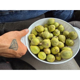 Hickory 1 Pound Mockernut Hickory Nuts Shade Trees Wildlife Food Source