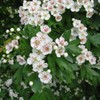 Hawthorn Infusion (500g, 1.1 lb), Hawthorn Tea, Cut, Gently Dried,