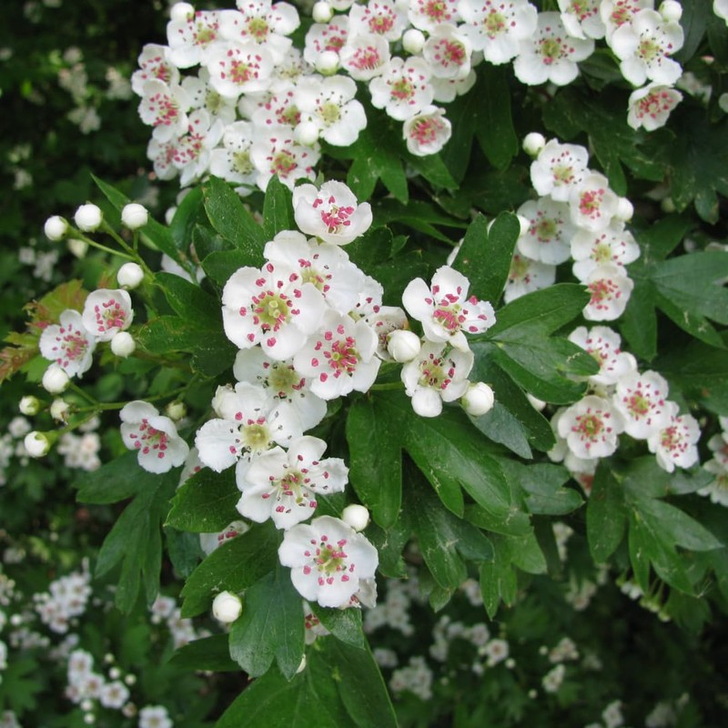 Hawthorn Infusion (500g, 1.1 lb), Hawthorn Tea, Cut, Gently Dried,