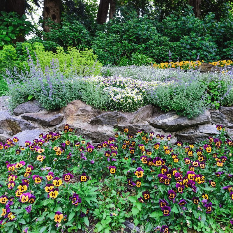 Outsidepride Viola Johnny Jump Up Flower Seeds - 1/8 LB