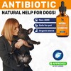 Natural Antibiotics for Dogs for Allergies, Infections, Coughs, Digestive Moments