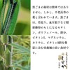 Kyoto no Black Sesame Barley Tea Shizuka 0.2 oz (7