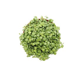 String of Turtles - 6'' from California Tropicals