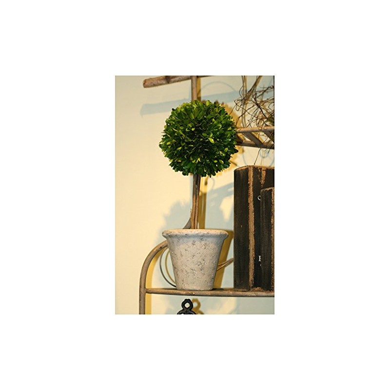 Mills Floral Company Box Topiary, Single, Large, 6" x 16"