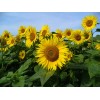 Buy Rare Seeds Helianthus annuus | Common Sunflower | 50_Seeds