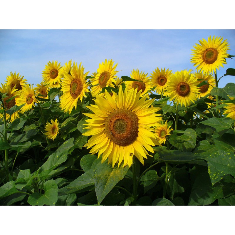 Buy Rare Seeds Helianthus annuus | Common Sunflower | 50_Seeds
