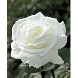 Toadstool Seeds 10 Double White Rose Seeds Flower Bush Perennial Shrub Flowers Seed 1249