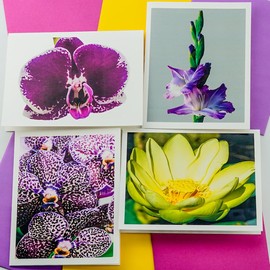 Sunshine Expressions Blooming Flowers Assorted - High End - Photographic Heavy Smooth Note Cards 8 w/10 Colored Envelopes, Boxed Set (4.25"x 5.50") Blank Inside - Made in USA