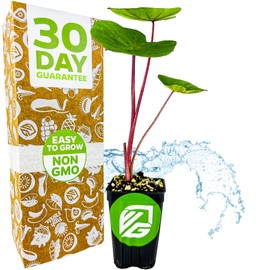 Hawaiian Punch Elephant Ear Live Plant - Colocasia by Wellspring Gardens - Tropical Foliage, Indoor/Outdoor Decorative Plant, Easy to Grow, Vibrant Green Leaves, Starter Plant