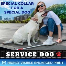 TECEUM Reflective Pet Collar – Black - Service Dog – M – Extra Soft Padding – Basic Nylon Dog Collar – Quick Release Buckle – Fits Small, Medium and Large Dogs, Puppies, Cats