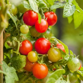 Tomato Seeds - Rainbow Cherry Mix - 4 Oz ~30000 Seeds - Solanum lycopersicum - Farm & Garden Vegetable Seeds - Non-GMO, Heirloom, Open Pollinated, Annual