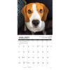 Beagle Rules 2026 12" x 12" Wall Calendar