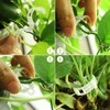 Pack of 300 Tomato Clips, Plant Clips, Plant Clips, Plant