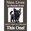 Black Cat Kitten funny flexible fridge magnet gift