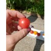 Rhiannons_garden_goodies Ditmarsher Micro Dwarf Tomato Seeds Organic 10 Count *Free