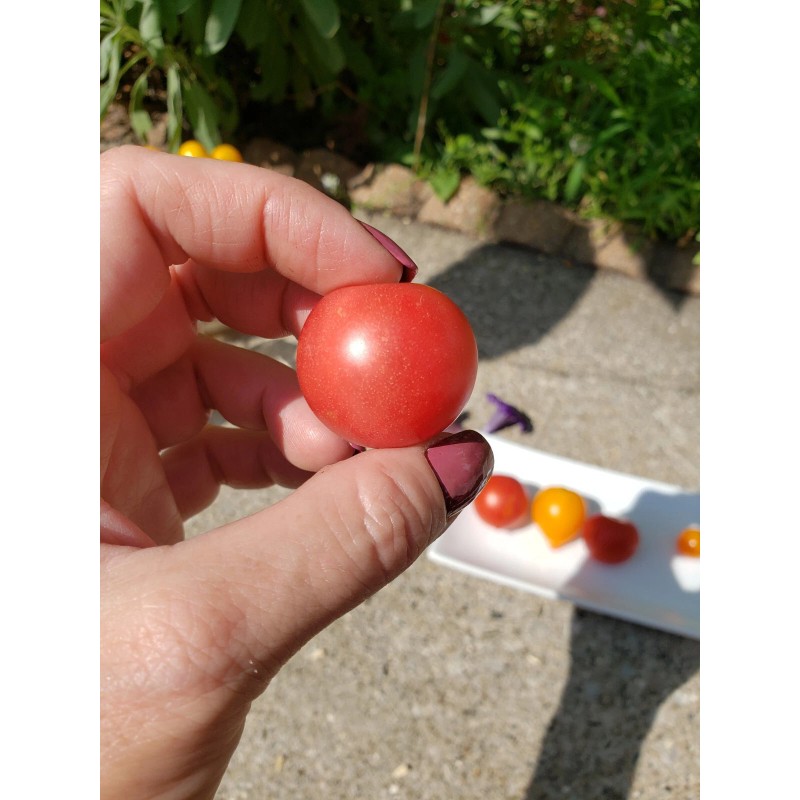 Rhiannons_garden_goodies Ditmarsher Micro Dwarf Tomato Seeds Organic 10 Count *Free