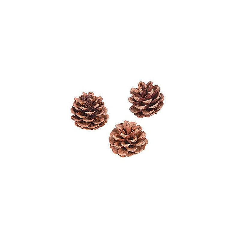 Natural Pine Cones 12Pc - Crafts for Kids and Fun