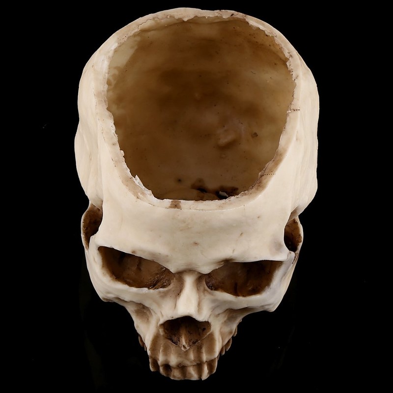 Skull Planter Key Bowl Fake 1 Piece Resin Skull Head