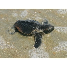 Baby Sea Turtle Photo Fish Wildlife Photos 8x10