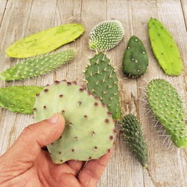 Opuntia pad 9 Assorted cuttings Cacti Cactus Succulent Real Live Plant