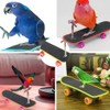 Changyeah Skateboard Bird Toys,1 Pcs Mini Parrot Reusable Plastic Bird,Educational