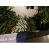 Sandra Lee Christmas Magnolia And Frosted Pinecone Wreath New In