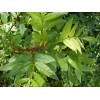 Zanthoxylum planispinum | Winged Prickly Ash | Bamboo-leaf | 10_Seeds