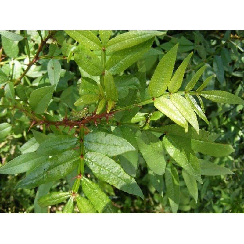 Zanthoxylum planispinum | Winged Prickly Ash | Bamboo-leaf | 10_Seeds