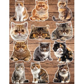 Handmade Shorthair Cat Die Cut Stickers Set Laptop Sticker Waterbottle  Sticker