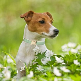 YUDOTE Soft Leather Dog Collars with Safety Quick Release Metal Buckle,Natural Cotton Padded Pleather Collar for Medium Dogs with Senstive Skin,Sage Green