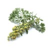 Pure Herbs: Green Ginger (aka Wormwood or Mugwort) - 1