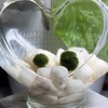LoveBalls: Marimo Moss Balls - Moss Ball Quantity: 2 Moss