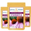 Echinacea, Pure Echinacea flower Herbal Tea 21 Tea bags