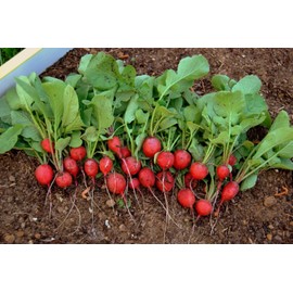 TomorrowSeeds - Cherry Belle Radish Seeds - 300+ Count - for 2025 Planting Red Globe Radishes Fast Growing Champion Garden Heirloom Root Vegetable Grow Your Own Home Farm Patio Healthy Sustainable