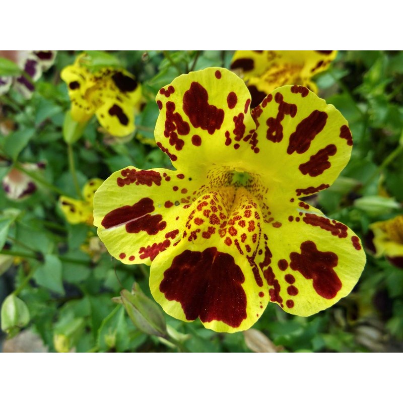 NIKA SEEDS - Flowers Seep Monkeyflower Mix Mimulus Mix Annual