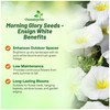 Outsidepride Ensign White Morning Glory Seeds - 2000 Pcs. Annual,