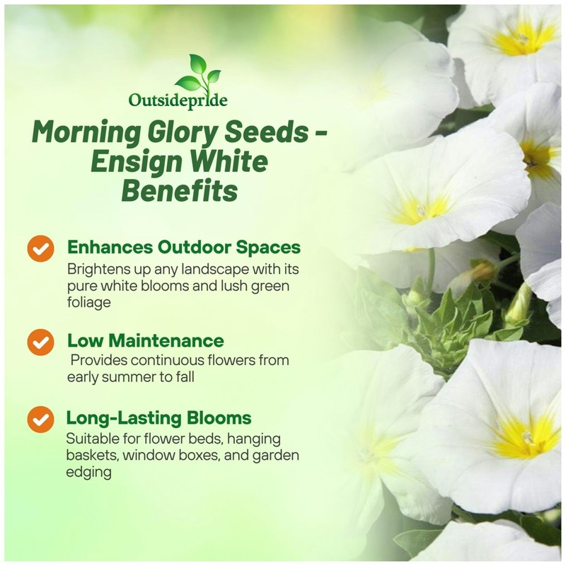 Outsidepride Ensign White Morning Glory Seeds - 2000 Pcs. Annual,