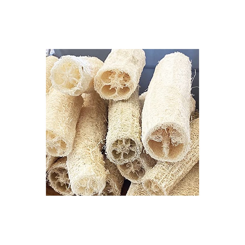 Luffa acutangula Sponge Angled Chinese Okra Ridged Gourd Sinkwa Silky