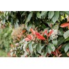 Photinia Red Tip | 2 Extra Large 3 Gallon Plants