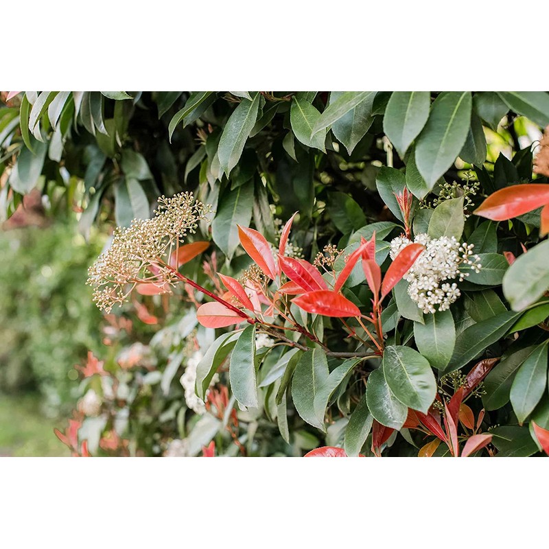 Photinia Red Tip | 2 Extra Large 3 Gallon Plants